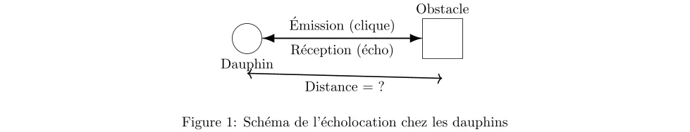 Analyse de l’écholocation chez les dauphins